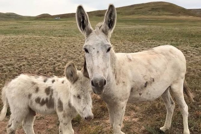 Private Custer State Park Safari and Hiking Tour - Common Questions