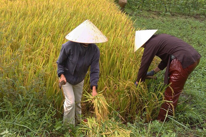Private Cycling Tour in Rural Hue With Farming Experience - Traveler Experience