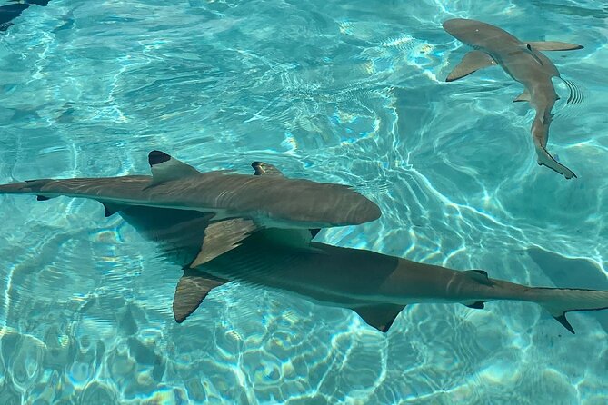 Private Day Trip Hike and Boat in Moorea - Common Questions