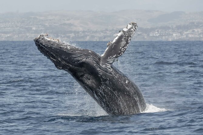 Private Dolphin and Whale Watching Tour in Newport Beach - Traveler Reviews and Testimonials