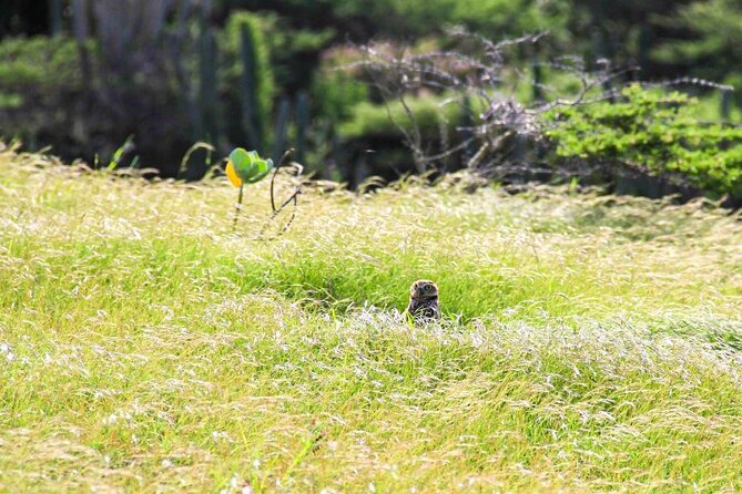 Private Eco-Friendly Hiking and Snorkeling Day Trip, Aruba  - Oranjestad - Traveler Reviews and Ratings