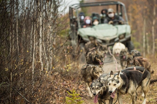 Private Fall Foliage Mushing Cart Ride in Fairbanks - The Sum Up