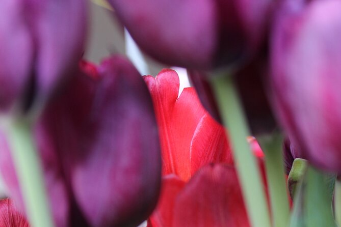 Private Flowerfield Tour in Tesla From Leiden - Tour Pricing and Booking Details