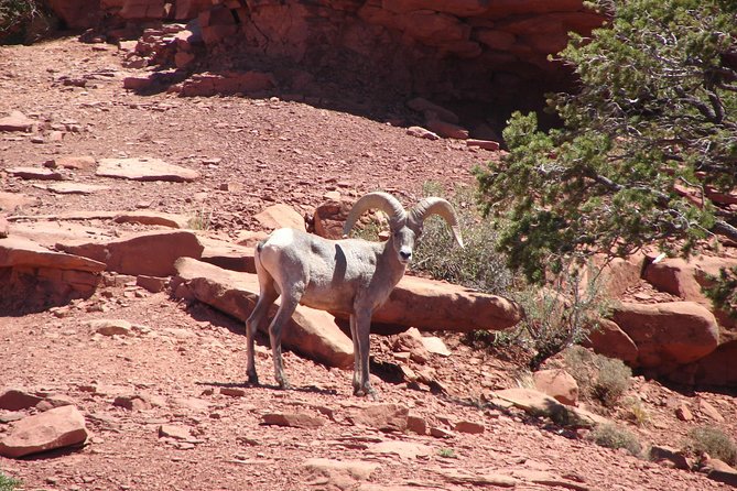 Private Grand Canyon Full Day Hike - Delicious Picnic Lunch