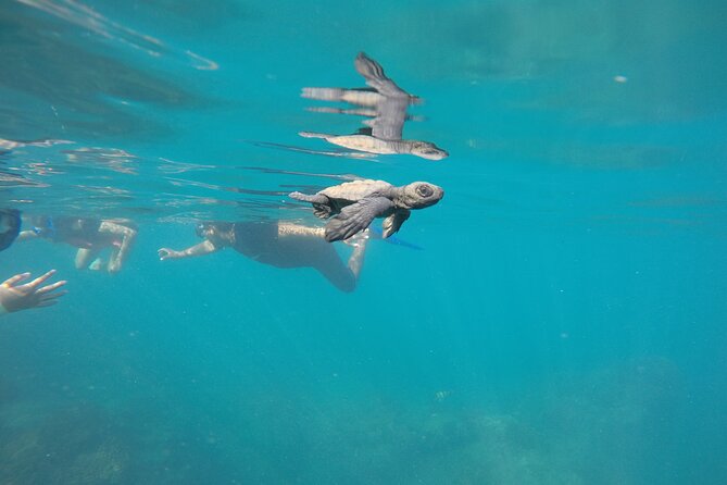 Private Guided Snorkeling in Cabo San Lucas - Booking Your Private Guided Snorkeling Tour