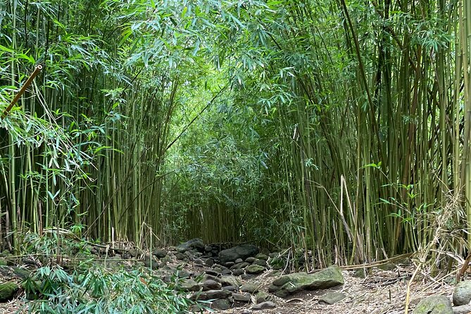 Private Guided Waterfall Hike Rainforest Adventure - Common Questions