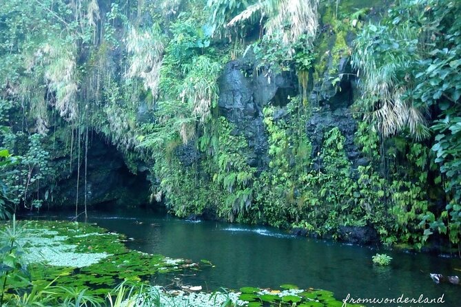 Private Half-Day Natural Highlights Tour of Tahiti  - Papeete - Terms & Conditions