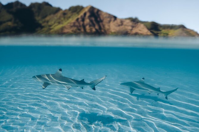 Private Half Day Snorkeling in Moorea - The Sum Up