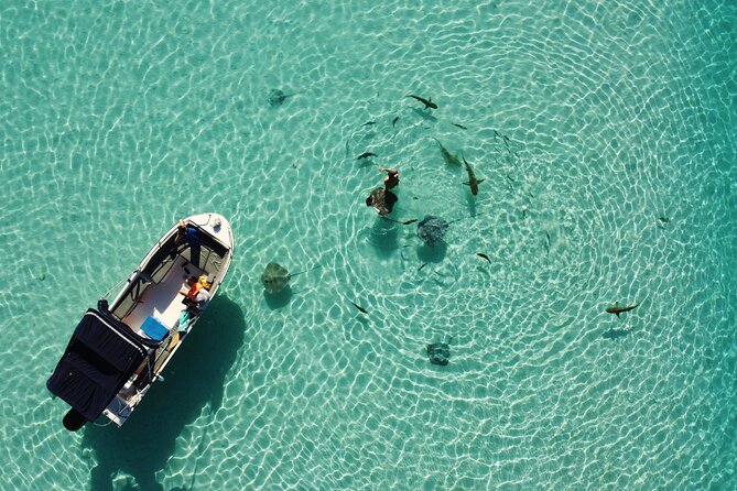 Private Half-Day Snorkeling Tour, Moorea - Good To Know