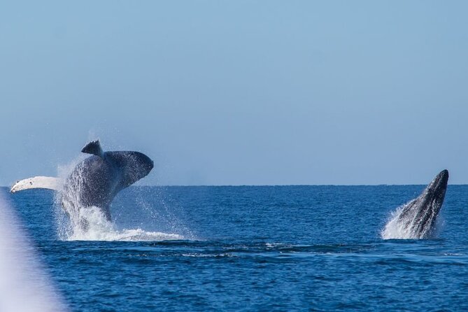 Private Half Day Whale Watching Expedition in Puerto Vallarta - The Sum Up