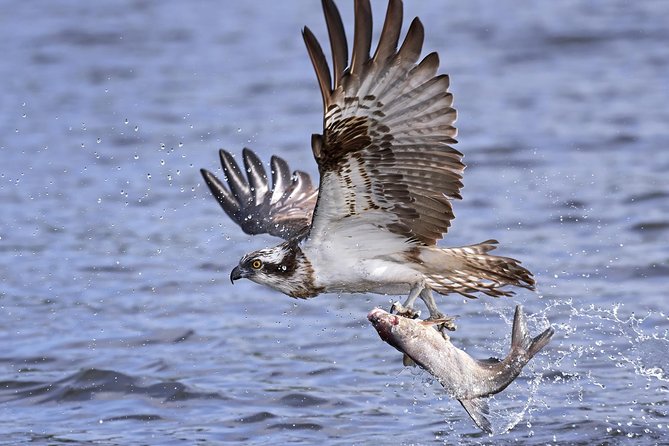 Private Historical Wildlife and Dolphin Cruise South Padre Island - Pricing and Booking Information
