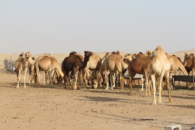 Private Hummer Morning Desert Safari - How to Book the Private Hummer Morning Desert Safari