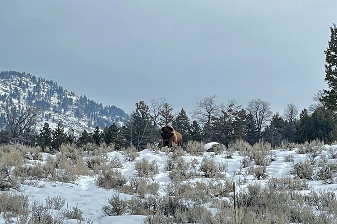 Private Jeep Tour of Yellowstone's Winter Wonderland - Common Questions