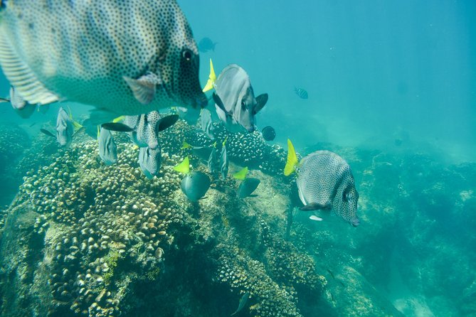 Private Los Cabos Snorkeling Tour to Chileno Bay and Santa Maria Cove - The Sum Up