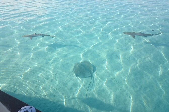 Private Moorea Day Tour - Highlights of Opunohu and Cook Bays