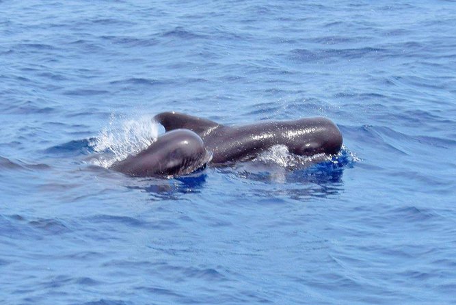 Private Premium Whale and Dolphin Safari St Lucia - Continuous Improvement Efforts and Updates