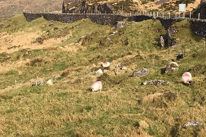Private Ring of Kerry Luxury Tour With Accredited Guide - Common Questions