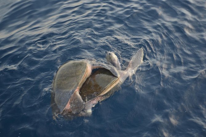 Private Snorkel Cruise in Cabo San Lucas - Directions