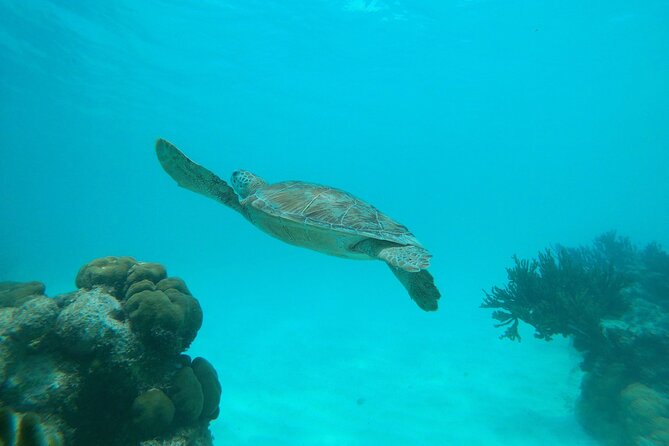 Private Snorkel With 2 Stops in Aruba - Eco-Friendly! - Tips for the Excursion