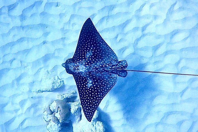 Private Snorkeling Tour Bonaire - The Sum Up