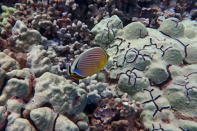 Private South Maui Turtle Town Snorkeling and Kayaking Tour - Convenience and Ease of the Tour Experience