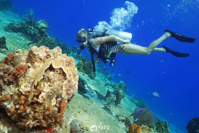 Private Three-Hour Introductory Scuba Diving Lesson  - Cozumel - The Sum Up