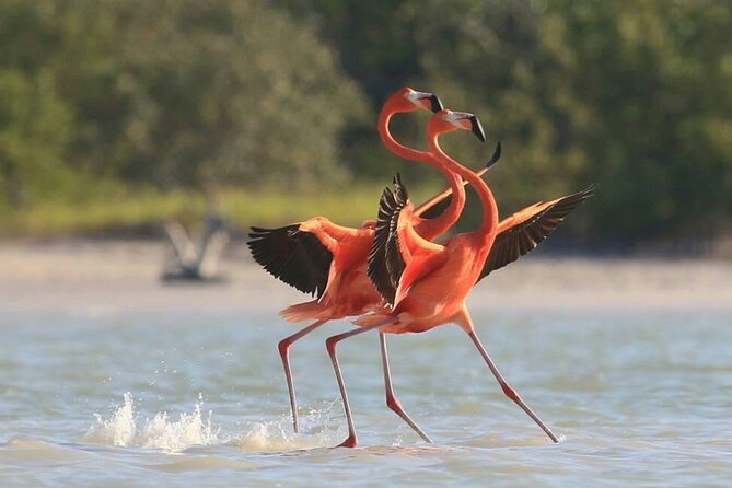 Private Tour Celestun Flamingo Watching and Beach - How to Book