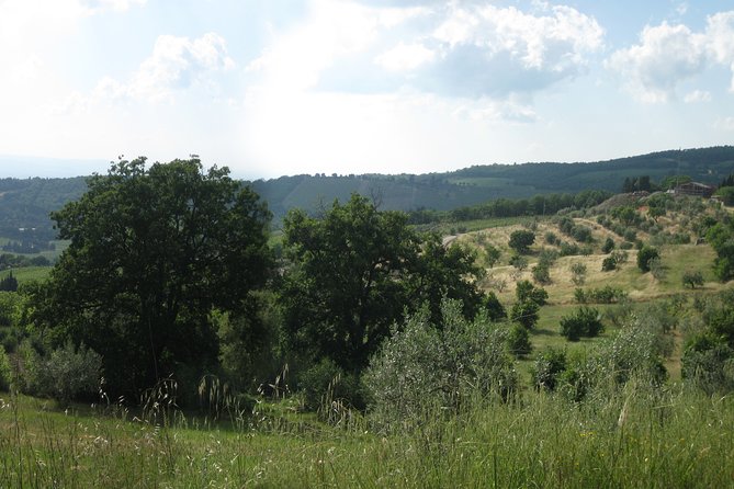 Private Tour: Guided Hike in Tuscany With Transport From Siena - Reviews and Recommendations