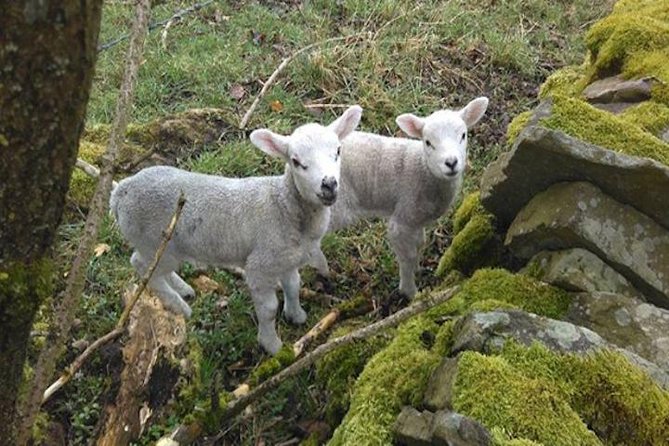 Private Tour - Haworth, Bolton Abbey and Yorkshire Dales Day Trip From Harrogate - Common Questions