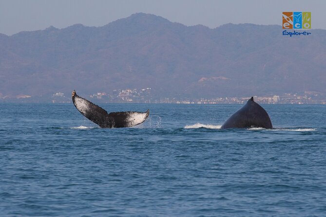 Private Whale Watching Puerto Vallarta - Hydrophone and Bottled Water
