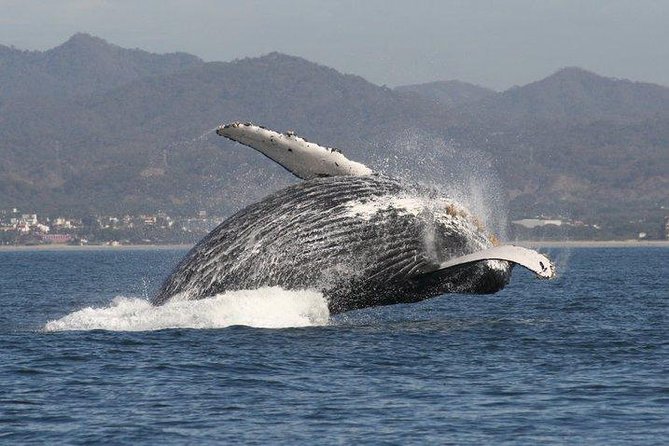 Private Whale Watching Tour in Puerto Vallarta - Directions