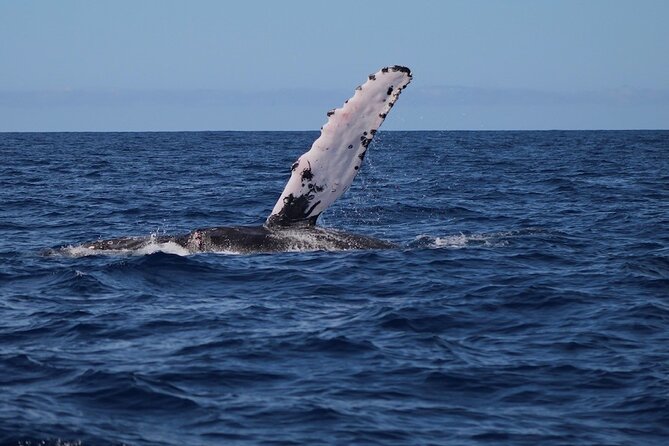 Private Whale Watching Tour!! - The Sum Up