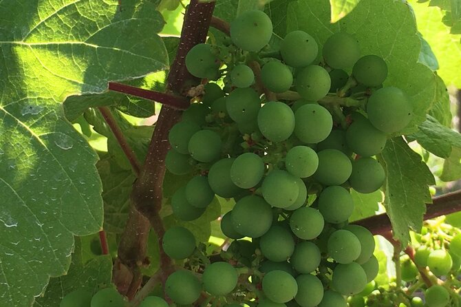 Private Wine Tasting in Beautiful Cowichan Valley - Additional Offerings and Activities