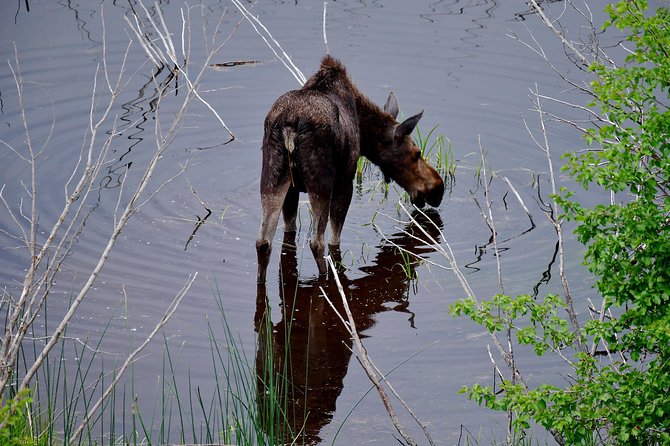 Private Yellowstone Wolf Watching & Wildlife Safari Experience - The Sum Up
