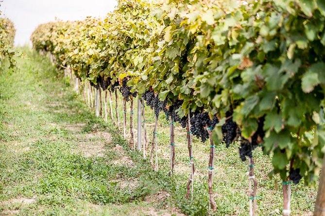 Puglia Winery Tour and Aperitivo Tasting - The Sum Up