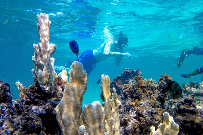 Punta Cana Adult Only Coral Nursery Snorkeling With Seafood Lunch - From €106.72