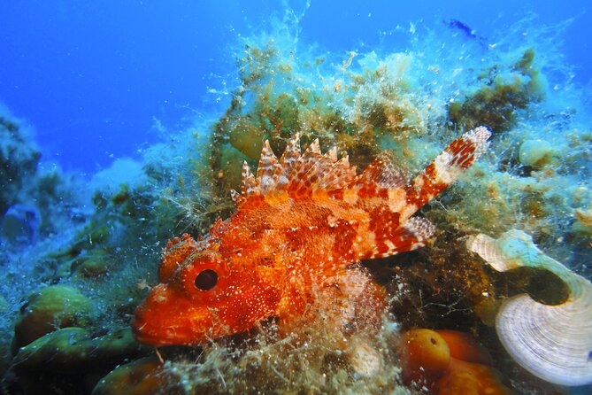 Qualified Diver 1 Tank Dive in Mykonos - Common Questions