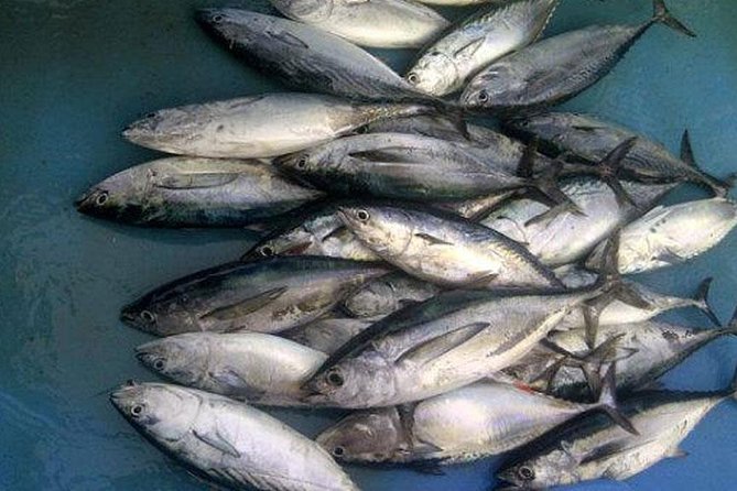 Racha Island Game Fishing & Trolling From Phuket - Viator Help Center