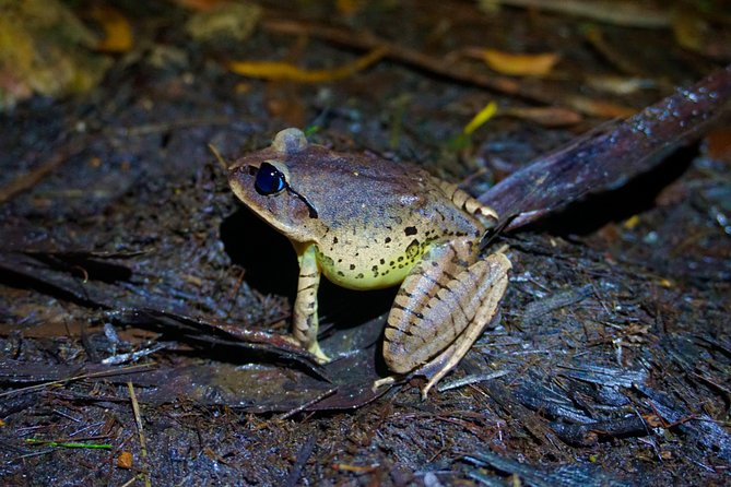 Rainforest Night Walk in Surfers Paradise - The Sum Up