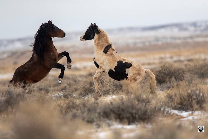 Red Canyon Wild Mustang Tour 5:00 - Host Responses and Additional Information