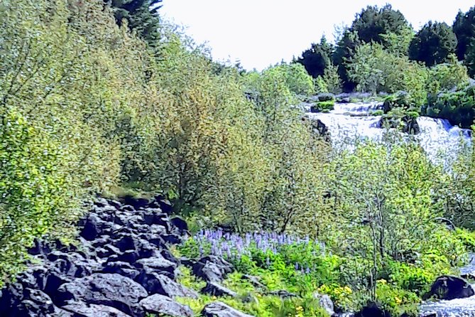 Reykjavik Private Half-Day City Tour - Price and Booking Information