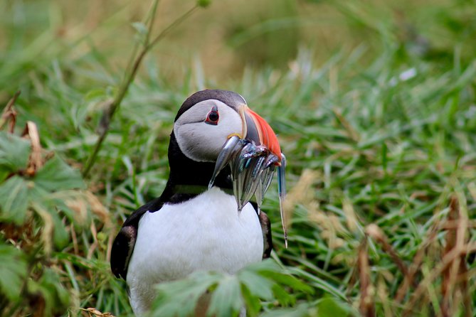 Reykjavik Two-In-One: Whales & Puffins - Directions and Pricing