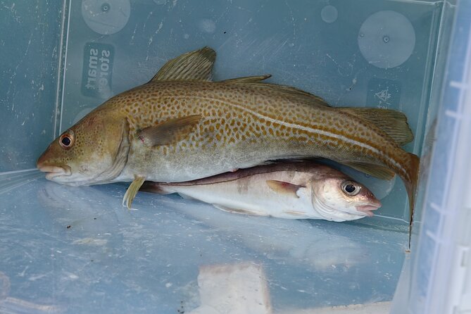 Reykjaviks Finest Catch: Guided Sea Angling Tour - The Sum Up