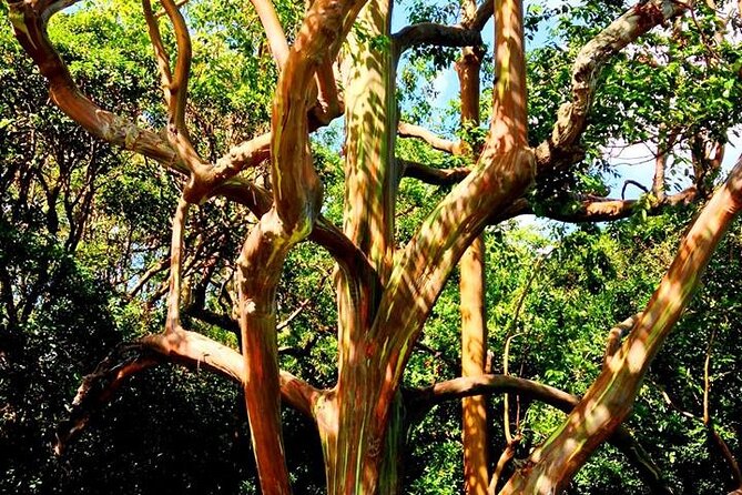Road to Hana Private Jungle Tour With Lahaina Side Pick up - The Sum Up