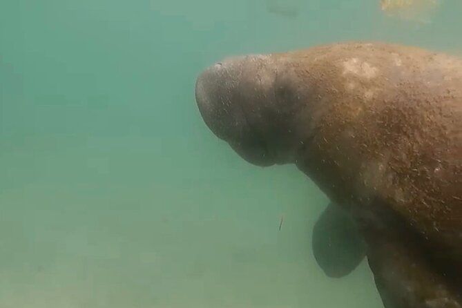 San Juan Guided Snorkel Tour - Common Questions