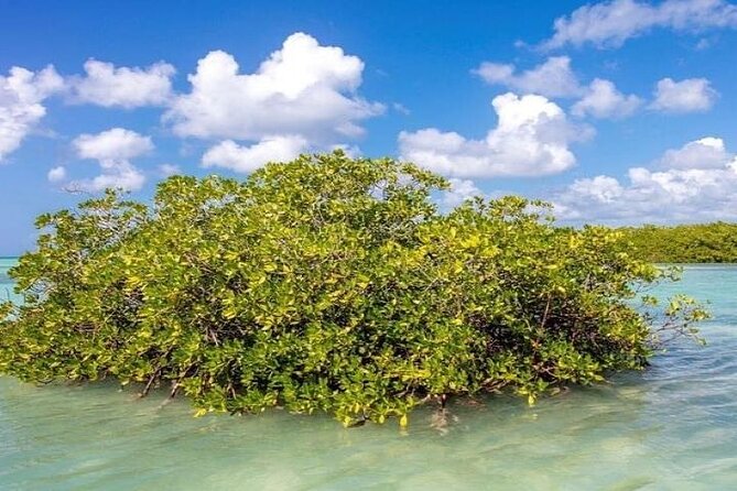 Saona Island Full-Day Tour With Lunch From Punta Cana - Common Questions
