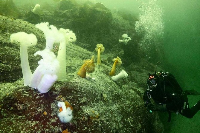 Scuba Dive Boat Charter in Vancouver (Certified Divers Only!) - Gear Setup and Boarding