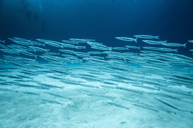 SCUBA Diving Adventure in Mahahual, SCUBA Gear Included - Cancellation Policy and Weather Conditions