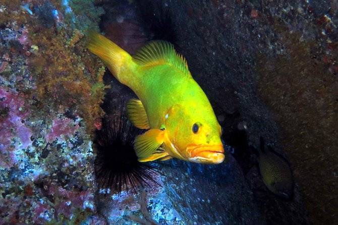 Scuba Diving Experience in Madeira - Common Questions