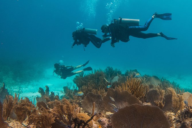 Scuba Diving in Cozumel Island - Viator Help Center